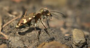 How to Identify Tiger Beetles