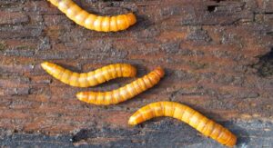 How to Prevent Mealworms from Entering Your Home