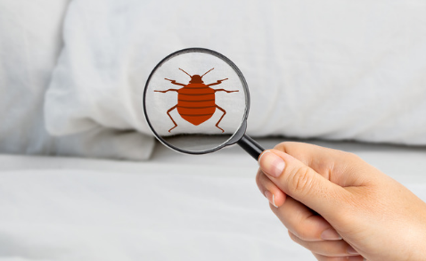 Places To Check For Bed Bugs In A Hotel Room %pagesepsitename%%