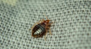 How to Use Heat Treatment on Bed Bugs