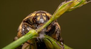 Key Differences Between Carpet Beetles and Fur Beetles