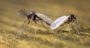 Signs of Midges Infestation