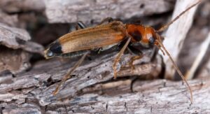 Signs of Wharf Borer Infestation