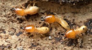 Termites