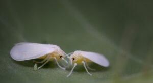 Tomato Yellow Leaf Curl Virus