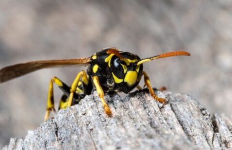 Wasp vs Hoverfly - Difference Between Them