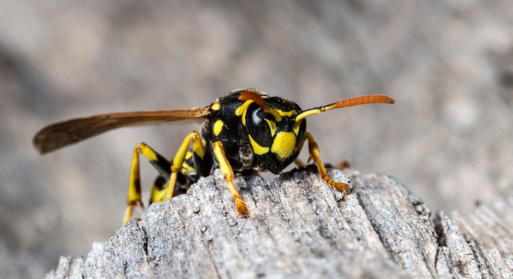 Wasp vs Hoverfly - Difference Between Them