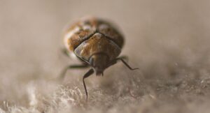 What Are Carpet Beetles