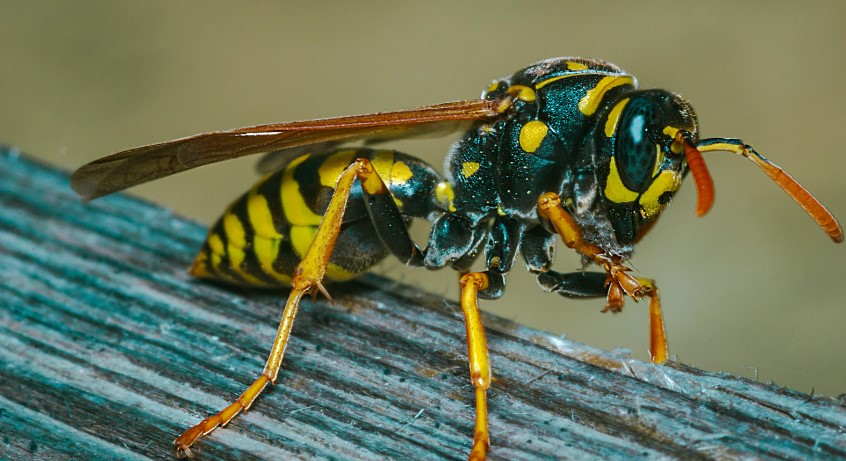 how-to-get-rid-of-hornets-naturally-empire-pest-control-london