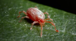 What Are Red Spider Mites