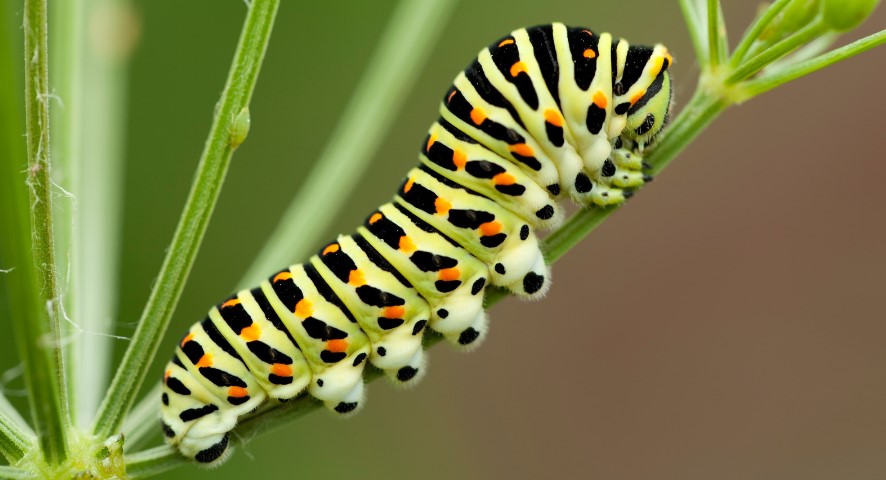 What Attracts Caterpillars to Your House? | Empire Pest Control London