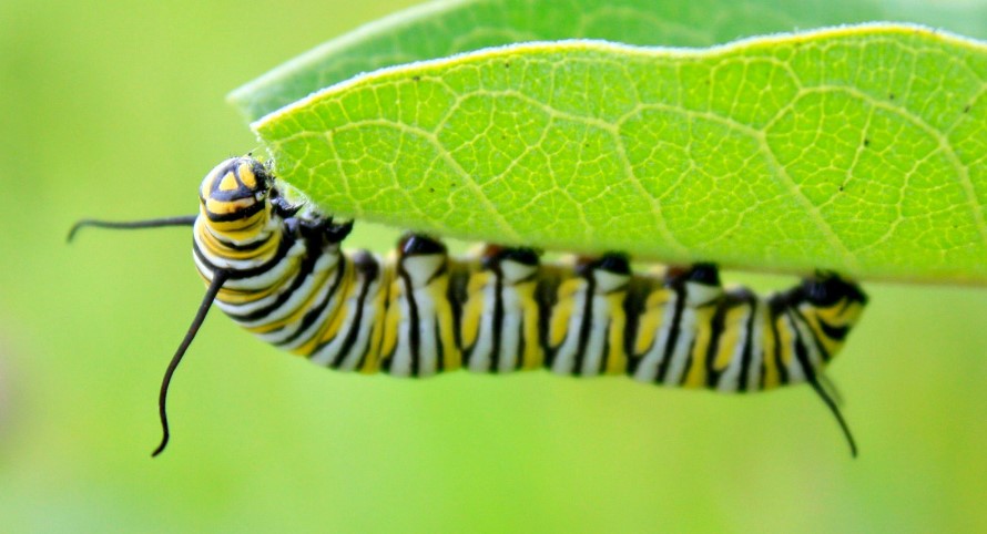 What Attracts Caterpillars to Your House?