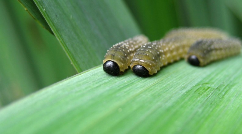 What Attracts Maggots to Your House?