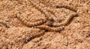 What Attracts Mealworms to House