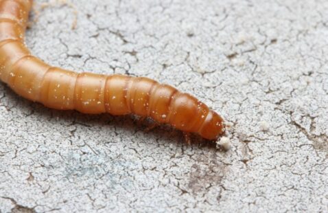 What Attracts Mealworms to Your House?