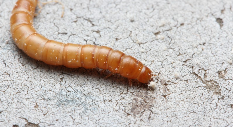 What Attracts Mealworms to Your House?