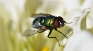 What Attracts Stable Flies