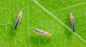 What Attracts Thrips To Home