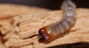 What Attracts Woodworms