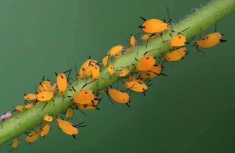 What Kills Aphids Instantly?