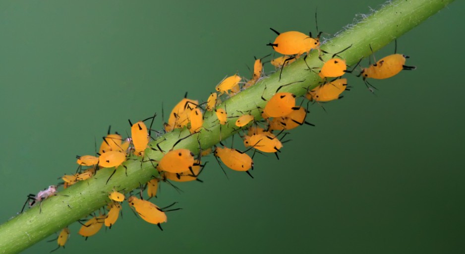 What Kills Aphids Instantly?