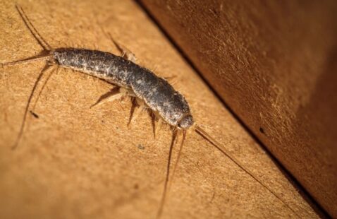 What Smell Do Silverfish Hate?