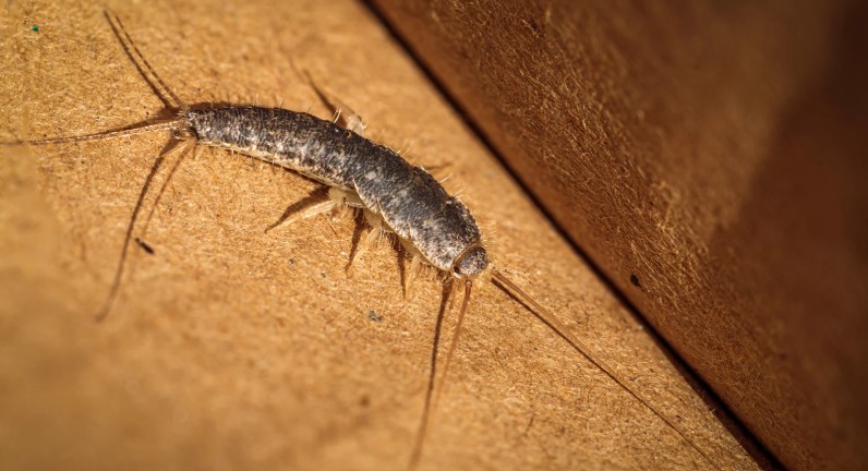 What Smell Do Silverfish Hate?