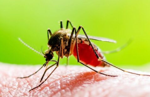 What Smell Keep Mosquito Away?