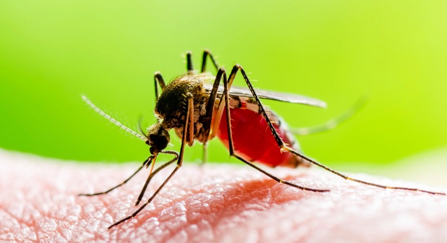 What Smell Keep Mosquito Away?