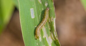 What are Armyworms