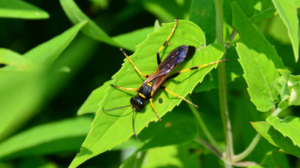 What are Mud Daubers