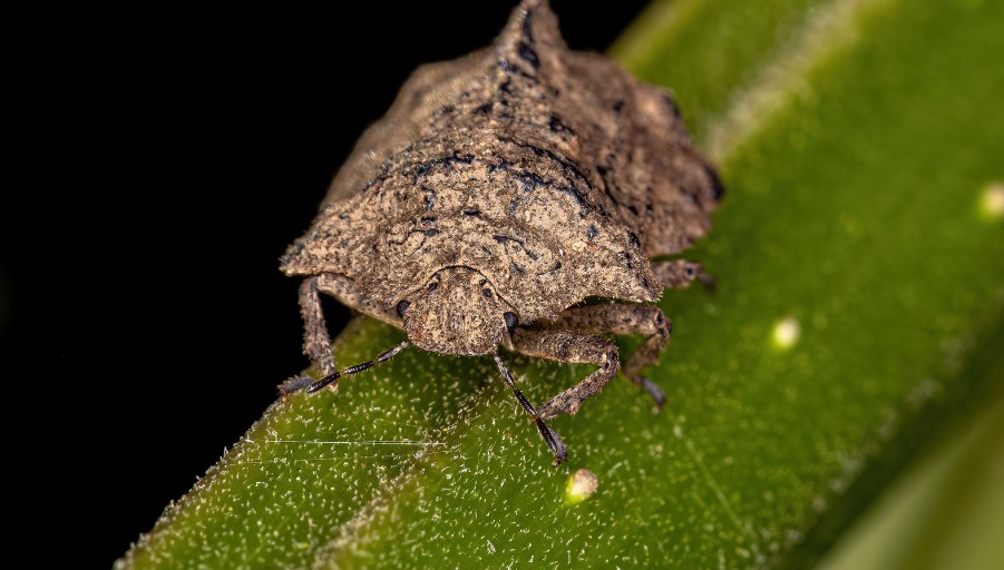 What Attracts Stink Bugs in Your House? Empire Pest Control London