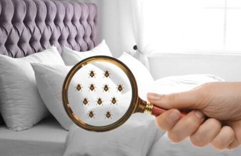 What is Heat Treatment for Bed Bugs?