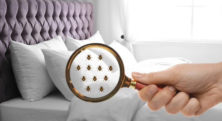 What is Heat Treatment for Bed Bugs?