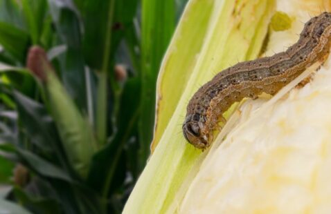 What is the Best Killer for Armyworms?