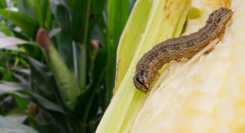 What is the Best Killer for Armyworms?