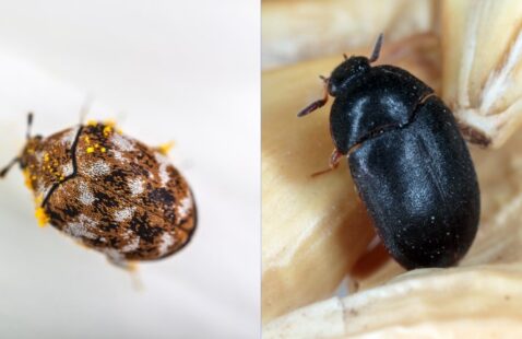 What is the Difference Between a Carpet Beetle and a Fur Beetle?