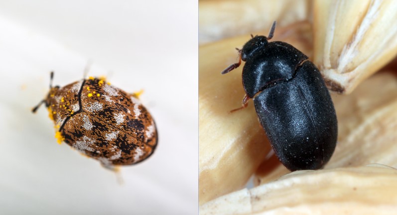 What is the Difference Between a Carpet Beetle and a Fur Beetle?