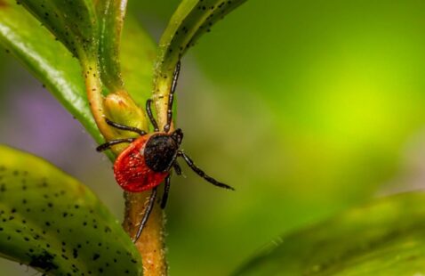 What to Do If You Are Bitten by a Tick?