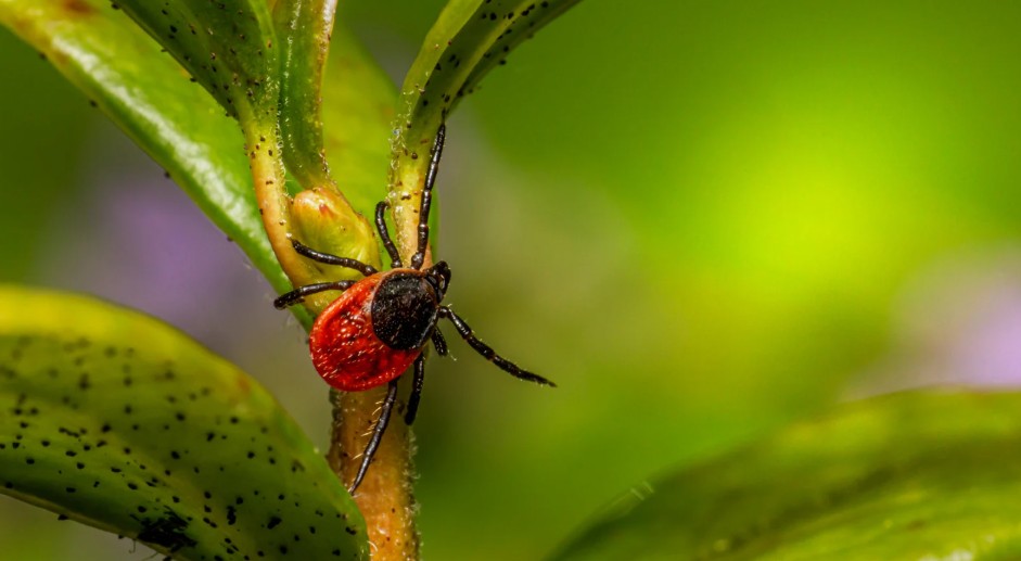 What to Do If You Are Bitten by a Tick?