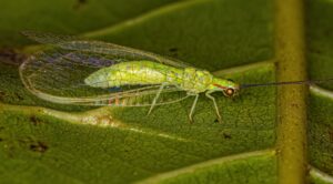 What to Do If You Have Lacewings Indoors