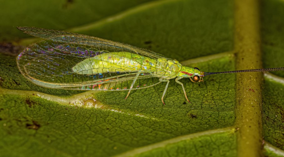 Why Have I Got Lacewings in My House? | Empire Pest Control London