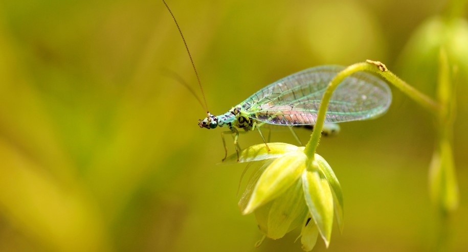 Why Have I Got Lacewings in My House?