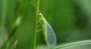 Why Have I Got Lacewings in My House