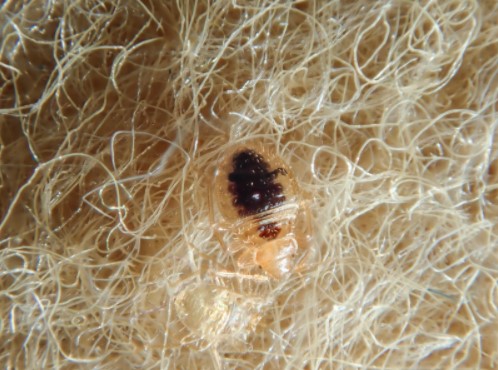 bed bug control methods