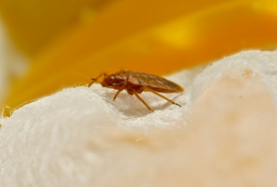 bed bug control