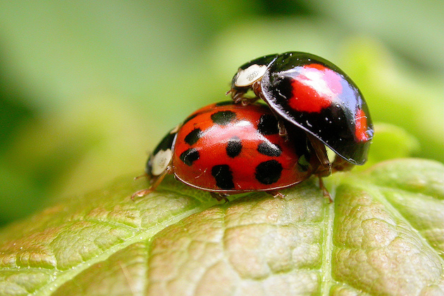 Harlequin Ladybird UK Invasion The Facts Empire Pest Control London