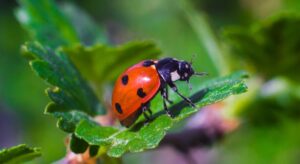 ladybugs