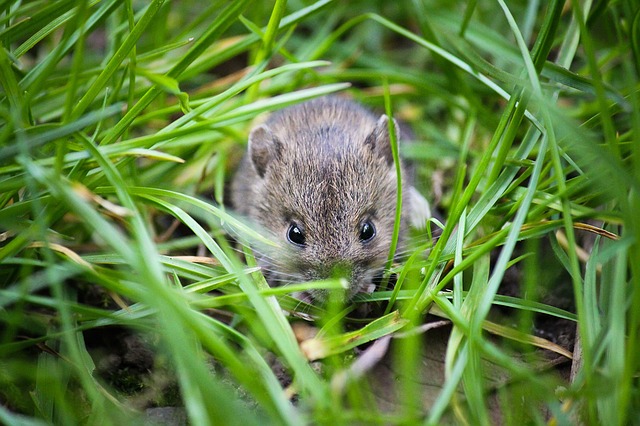 Types Of Mice In The UK - Empire Pest Control London