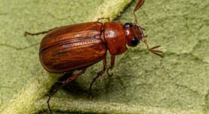 why do you have biscuit beetles